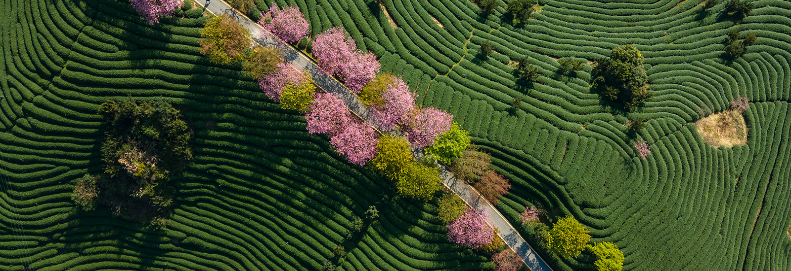Picture of a landscape in Asia