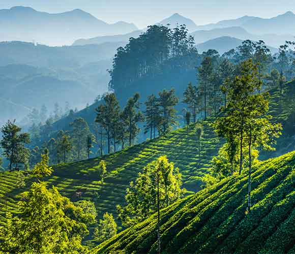 Picture of green tea plantations in the mountains of Munnar, Kerala, India